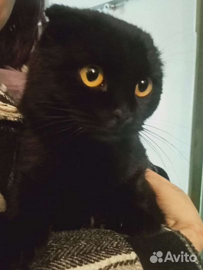 Британский вислоухий