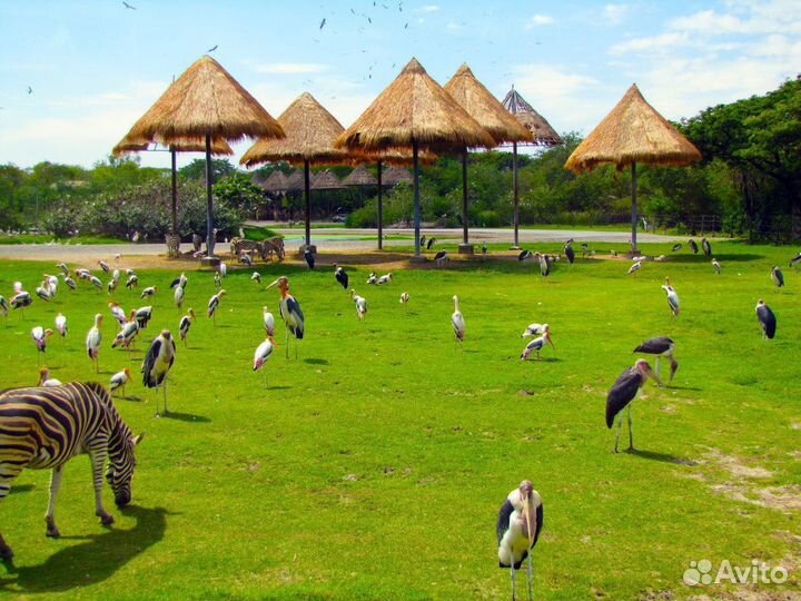 Путевочка в г. Бангкок 7 ночей