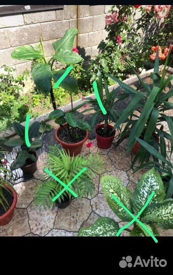 Большие цветы