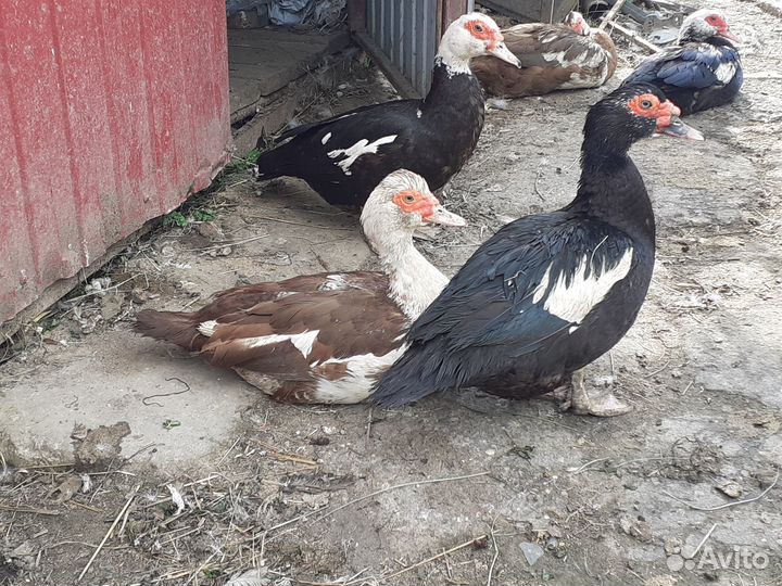 Индоутки (мускусные утки)