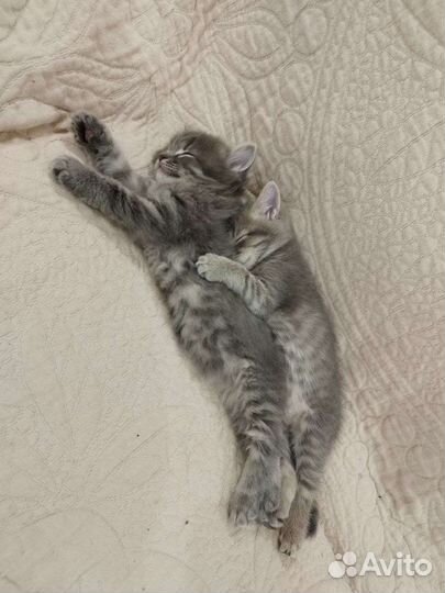 Шотландские котята