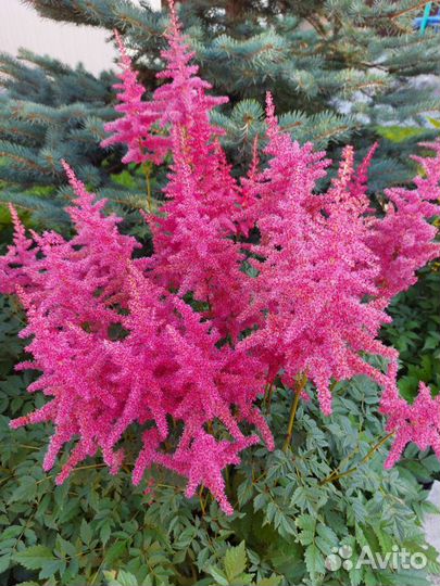 Астильба красная, махровая и др