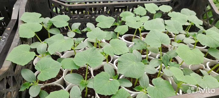 Рассада огурцов