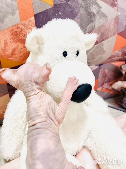 Канадский сфинкс эльф