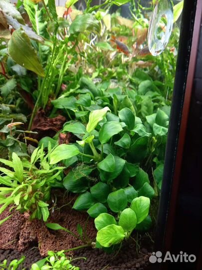 Криптокарины Анубиасы Буцифаландры