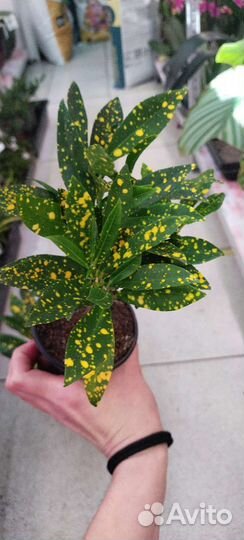 Кротон кодеум