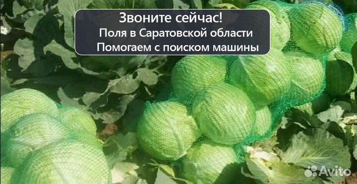 Капуста опт