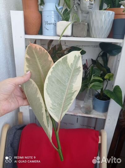 Фикус эластика тинеке