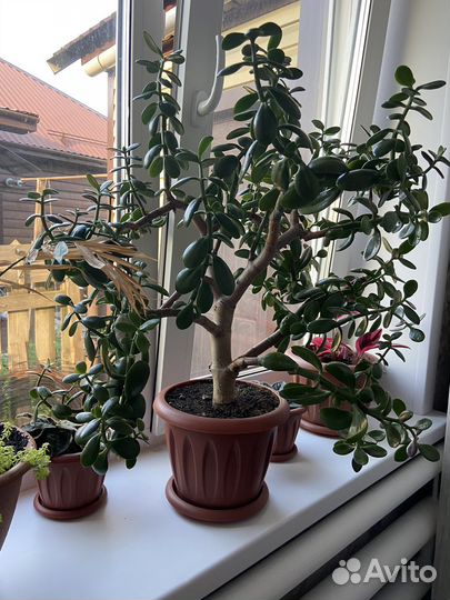 Денежное дерево