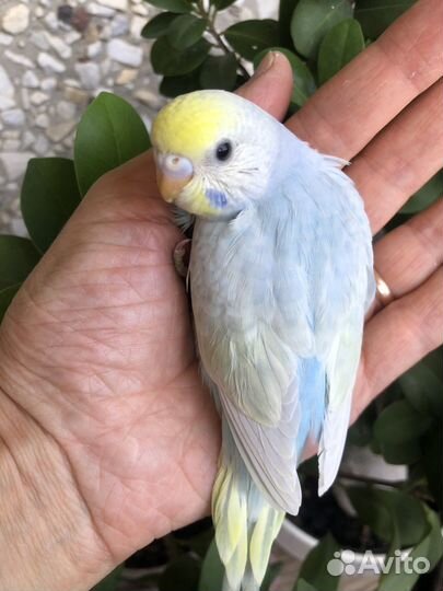 Птенцы волнистого попугайчика радужного окраса