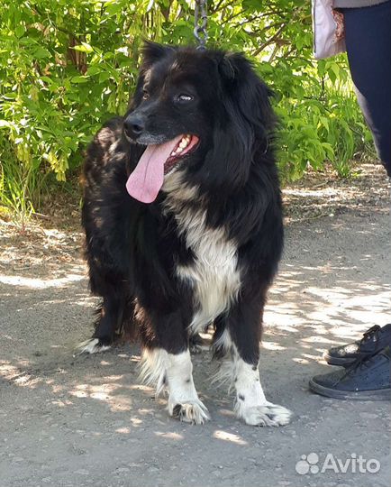 Дор собака в дар. Доставка