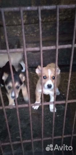 Щенки алабая