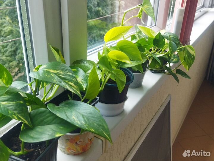 Сциндапсус