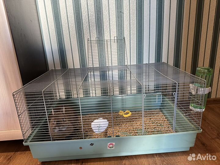 Карликовый кролик минор