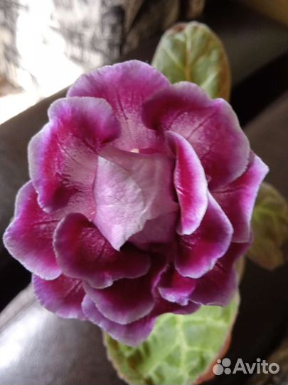 Комнатные цветы сортовые