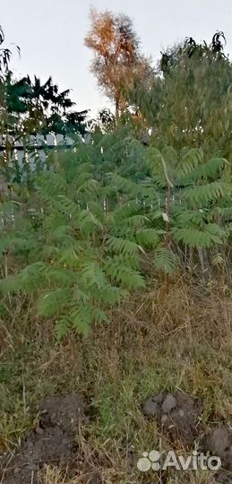 Сумах декоративный