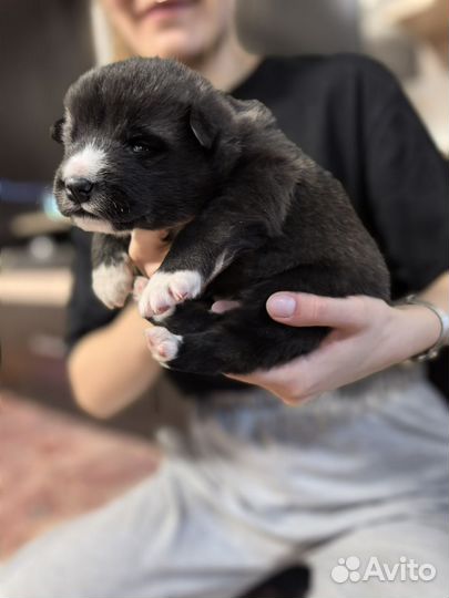 Щенки маламут