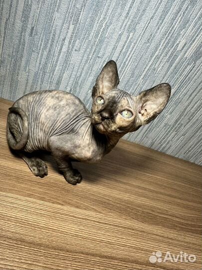 Канадский сфинкс