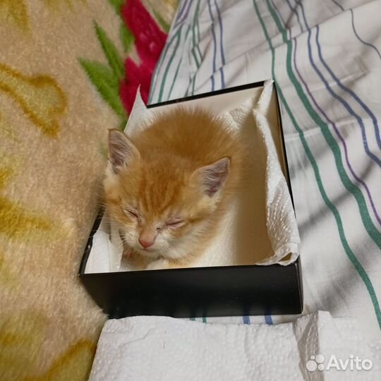 Рыжий котенок девочка