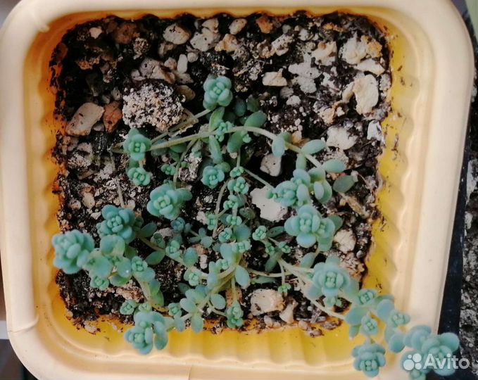 Суккуленты