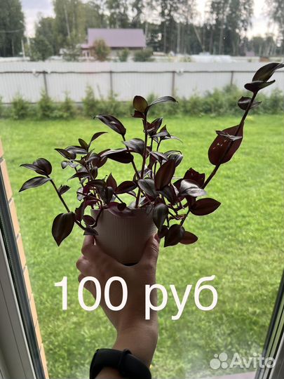 Комнатные растения