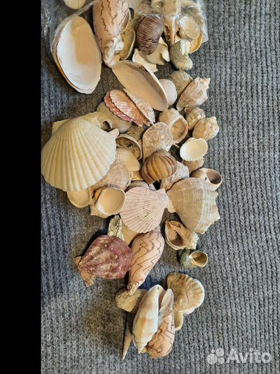 Морские ракушки раковины