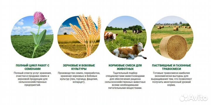 Семена трав