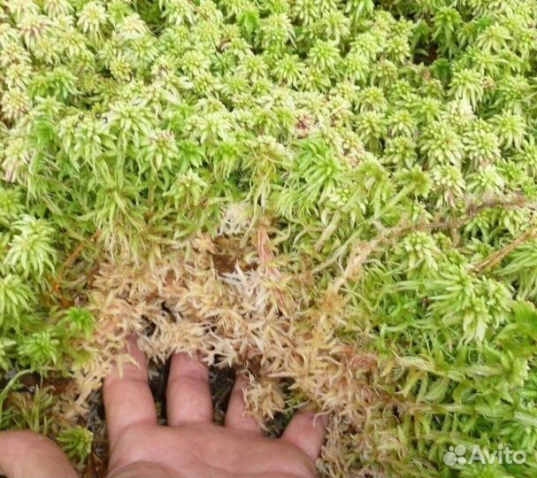 Мох сфагнум живой