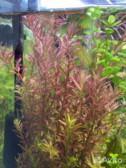 Аквариумные растения