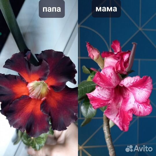 Адениум (роза пустыни)