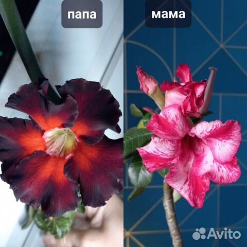 Адениум (роза пустыни)