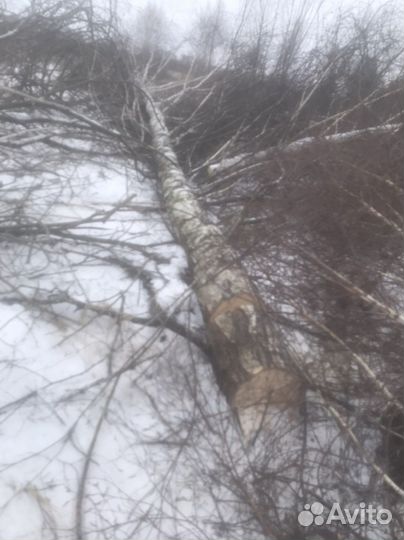 Продам дрова береза