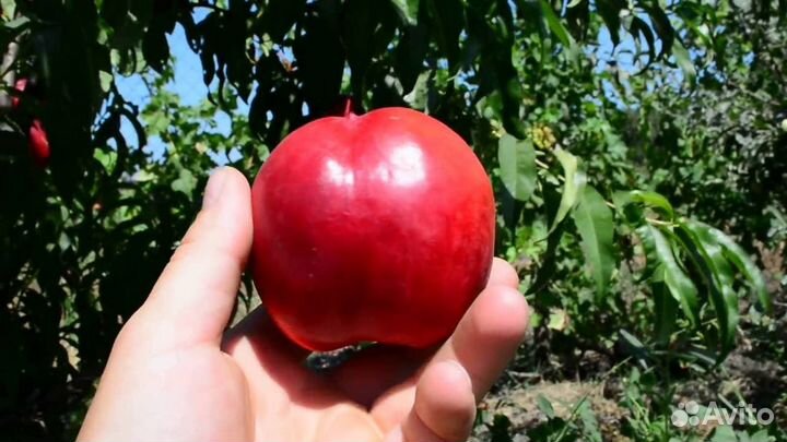 Саженцы Нектарин сорт Рубиновый 4