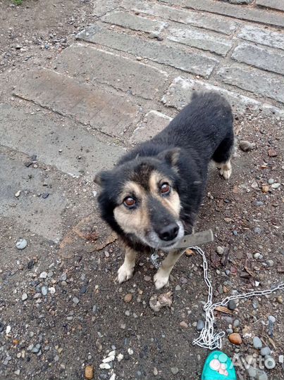 Собака в добрые руки