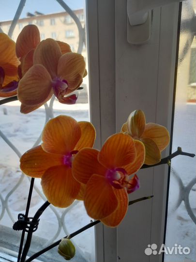 Орхидея сортовые