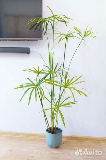 Большое растение. Циперус 150 см