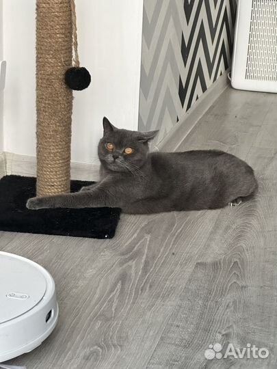 Британские котята