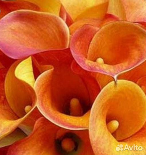 Луковицы каллы