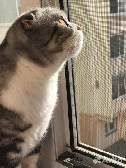 Шотландский Кот в добрые руки