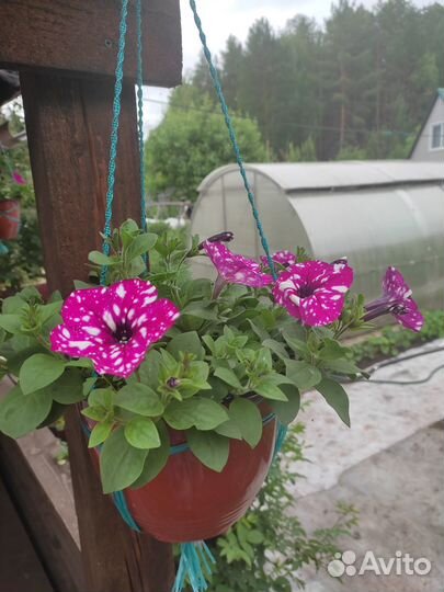 Рассада петуньи