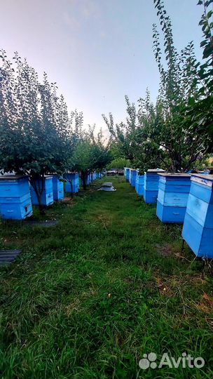 Улей с пчелами