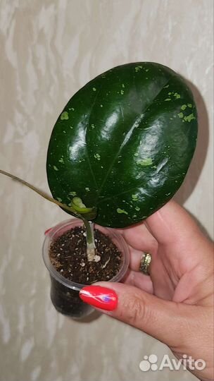 Хойя красивая