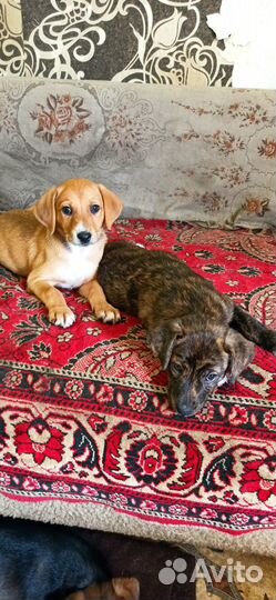 Отдам в добрые руки