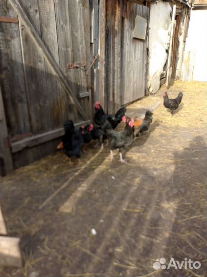 Молодые петушки