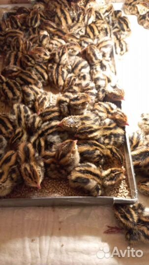 Перепела суточные