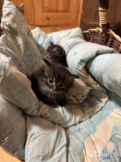 Котята в добрые руки