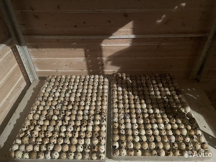 Перепела фараон и техасский белый