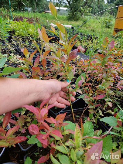 Голубика Бригитта Блю