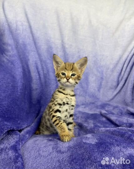 SavannahF1/саваннаф1