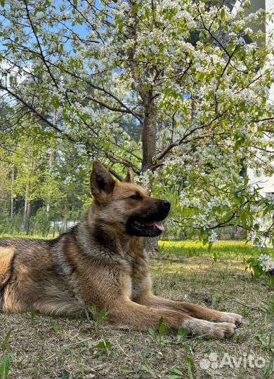 Буля ищет дом